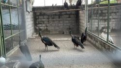 Eduwisata Ndalem Kerto Ngrupit Kembangkan Potensi Lokal Berbasis Edukasi dan Agrowisata